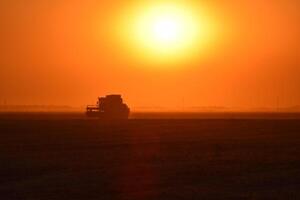 oogsten door combineert Bij zonsondergang. foto