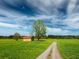 zomer weide met blauw lucht foto