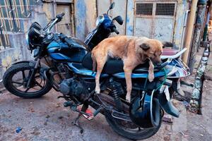 hond slapen Aan motorfiets in Indisch straat foto