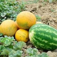 rijp meloen en watermeloen de nieuw oogst. foto
