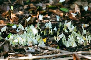 kudde van kleurrijk vlinders diep in de Woud. foto