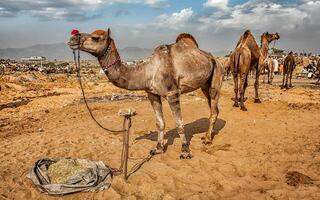 kamelen Bij pushkar mela kameel eerlijk, Indië foto