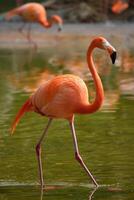 Amerikaans flamingo phoenicopterus ruber vogel foto