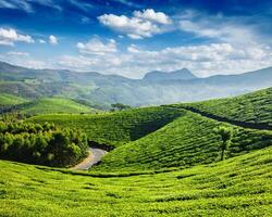 thee plantages, Munnar, kerala staat, Indië foto