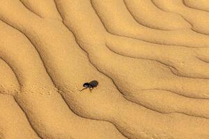 scarabee scarabaeus kever Aan woestijn zand foto