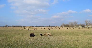 schapen in de wei foto