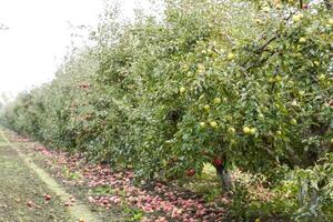 appel boomgaard. rijen van bomen en de fruit van de grond onder t foto