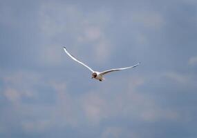 zee meeuw vliegend in de lucht. zeemeeuw normaal. foto