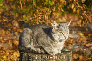 grijs kat zittend Aan een stomp onder een boom tussen geel bladeren in herfst foto