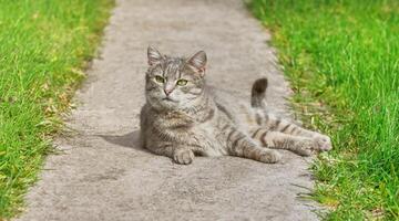 schattig grijs kat aan het liegen Aan de pad tussen groen gras Aan zonnig sprin foto