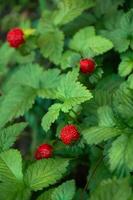 rood aardbeien in de tuin detailopname. foto