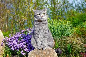 gestreept grijs kat zittend Aan een steen in de buurt voorjaar bloemen in de tuin. huisdieren wandelen buitenshuis avontuur. kat dichtbij omhoog. de kat looks Bij de camera foto