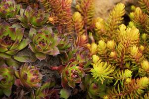 sedum en sempervivum steen roos in natuur foto