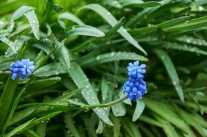 dichtbij omhoog van blauw moscari bloemen in de tuin in voorjaar Aan een zonnig dag foto