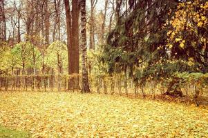 herfst tijd gebladerte bladeren vallen bos park natuur foto