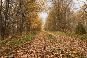 gouden herfst herfst tijd foto