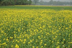 mosterd bloem in Bangladesh foto