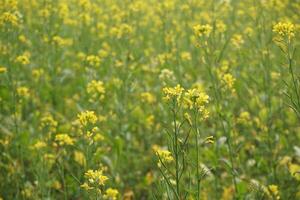 mosterd bloem in Bangladesh foto