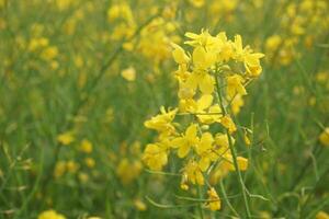 mosterd bloem in Bangladesh foto