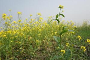 mosterd bloem in Bangladesh foto