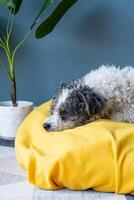 schattig bichon frise hond zittend Aan geel huisdier bed over- blauw muur achtergrond Bij huis foto