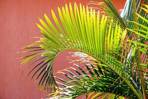 palm bomen Aan terracotta achtergrond foto