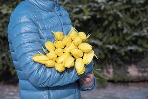 vrouw in een blauw jasje met een boeket van geel voorjaar tulpen, moeder dag geschenk foto