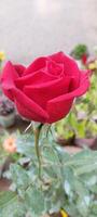 bloem rood roos, groen bladeren elegantie in bloeien rood roos behang foto