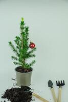 verplanten een Kerstmis boom in een pot met bodem, nieuw jaar concept. hoog kwaliteit foto