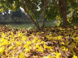 geel gedaald bloemen en bladeren Aan grond achtergrond behang hd foto