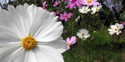 hemel- oase een kosmos bloem tuin ontsnappen bureaublad 4k behang foto