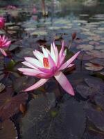 lotus bloem drijvend Aan water natuur achtergrond bureaublad behang foto