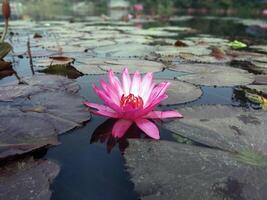 lotus bloem drijvend Aan water natuur achtergrond bureaublad behang foto