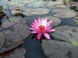 lotus bloem drijvend Aan water natuur achtergrond bureaublad behang foto