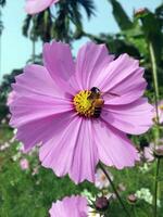 zonnig kosmos en een bij genot een bloem tuin terugtrekken bureaublad 4k behang foto