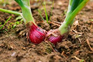 uien groeit in de tuin. selectief focus met Ondiep diepte van veld. foto