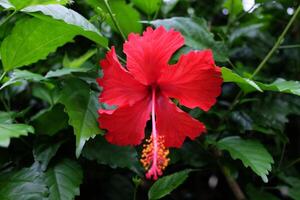 hibiscus bloem of Chinese roos bloem in tuin foto