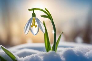 ai gegenereerd sneeuwklokje bloemen in de sneeuw. primula's in de Woud Aan een zonnig dag. ansichtkaart voor de maart vakantie. foto