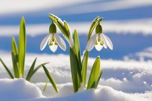 ai gegenereerd eerste bloemen. voorjaar sneeuwklokjes bloeien in de sneeuw. foto