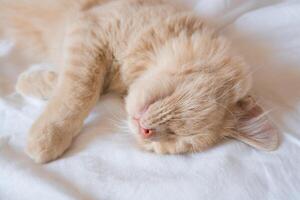 gember kat slaapt Aan een wit deken, knus huis en vakantie concept, schattig gember of gember katje. foto