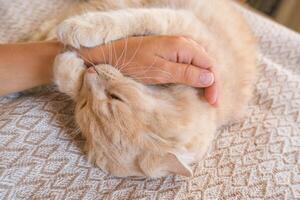 agressief rood kat aangevallen de eigenaren hand. een mooi schattig kat Toneelstukken met een vrouw hand- en bijt van grappig emoties. foto