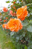 oranje roos bloemen bloeiend kant door kant foto
