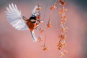 schattig vogel fotografie, wild vogel natuur achtergrond foto