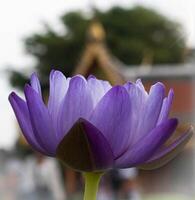 dichtbij omhoog Purper lotus bloemen bloeiend in de vijver met natuur achtergrond met zacht licht van de zon. afbeelding op zoek gelukkig. foto