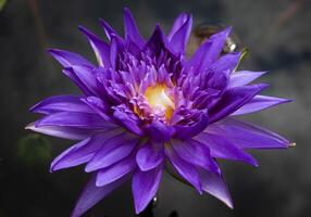 dichtbij omhoog Purper lotus bloemen bloeiend in de vijver met natuur achtergrond met zacht licht van de zon. afbeelding op zoek gelukkig. foto