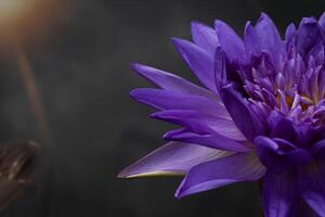 dichtbij omhoog Purper lotus bloemen bloeiend in de vijver met natuur achtergrond met zacht licht van de zon. afbeelding op zoek gelukkig. foto