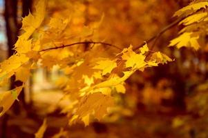 gouden herfst herfst tijd foto