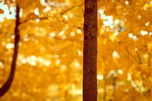 gouden herfst herfst tijd foto