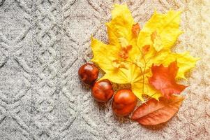 herfst gele en rode bladeren van esdoorn en kersen, en drie kastanjes bevinden zich op de achtergrond van een grijze gezellige gebreide trui foto