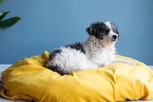 schattig bichon frise hond zittend Aan geel huisdier bed over- blauw muur achtergrond Bij huis foto